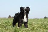 CHIEN NU CHINOIS 153